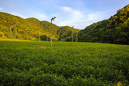 茶园,茶山,茶叶,翠绿,线条,绿茶,绿色,山