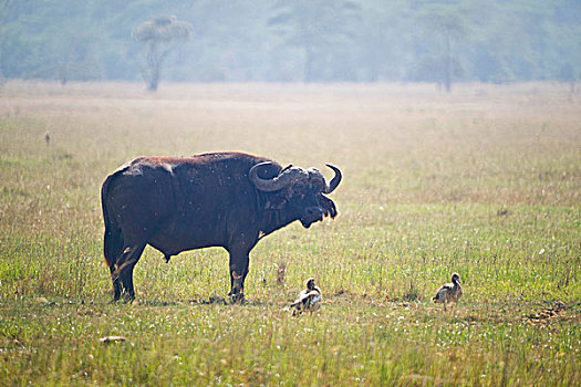 水牛,安伯塞利国家公园
