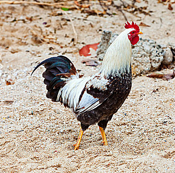 公鸡,海滩,维京果岛,英属维京群岛