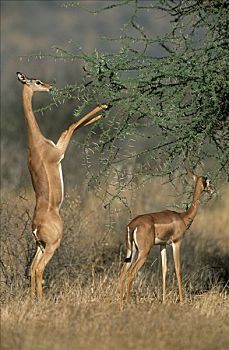 非洲瞪羚,瞪羚,长颈羚,一对,浏览,刺槐,非洲
