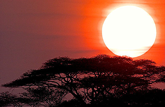 日出,东非,坦桑尼亚,塞伦盖蒂