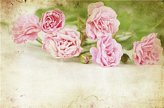 粉色,玫瑰,旧式,纸,背景