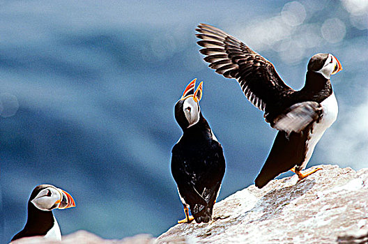 大西洋海雀,北极,加拿大