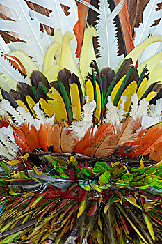 美拉尼西亚,巴布亚新几内亚,乡村,华丽,热带鸟,羽毛,头饰,特写,仪式