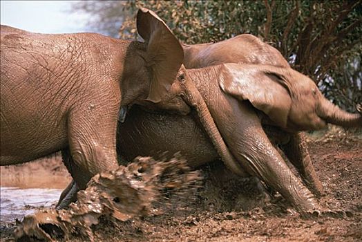 非洲象,推,玩,浴室,东察沃国家公园,肯尼亚