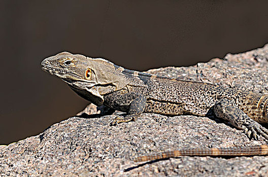 鬣蜥蜴,索诺拉沙漠,博物馆,亚利桑那,美国