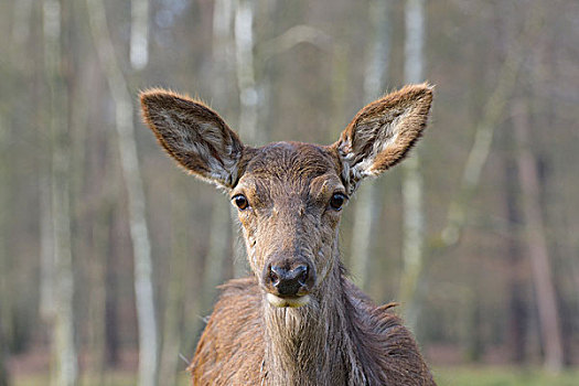 特写,头像,赤鹿,鹿属,鹿,早春,雌性,黑森州,德国