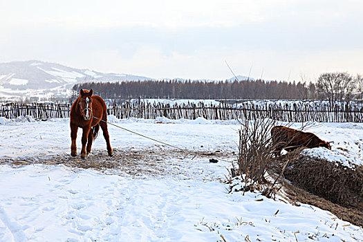 雪地上的马