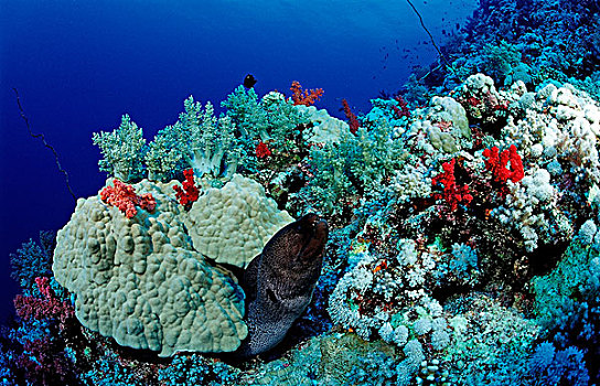 巨大,海鳗,珊瑚礁,红海,埃及,非洲
