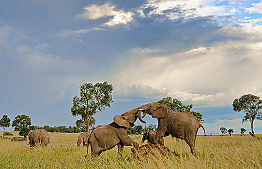 麦赛-玛拉国家公园,肯尼亚,日落,大象,打闹,马赛马拉