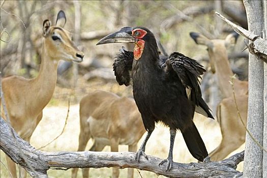黑斑羚,莫瑞米,国家公园,野生动植物保护区,奥卡万戈三角洲,博茨瓦纳,非洲