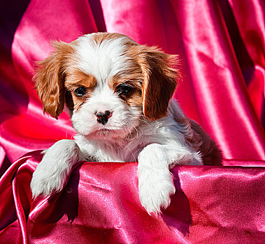 查尔斯王犬,小狗,深粉色,背景