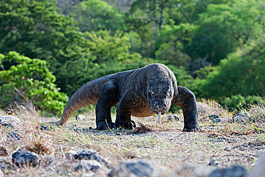 科摩多巨蜥,科摩多龙,走,林卡岛,科莫多国家公园,印度尼西亚