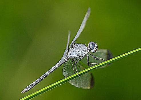新热带区,蜻蜓,雄性,亚马逊雨林,国家公园,厄瓜多尔,南美