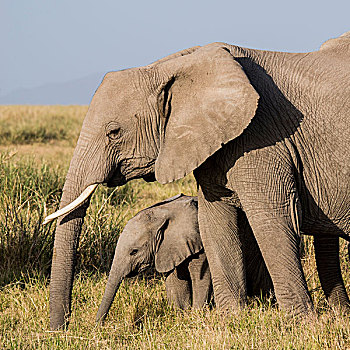 非洲,肯尼亚,安伯塞利国家公园,大象