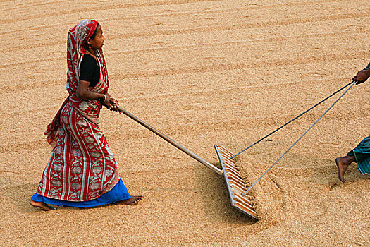 女人,耙,稻田,太阳,弄干,全球,价格,稻米,5折,国际,危机,孟加拉,一个,乡野,世界,百分比