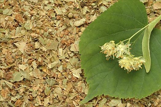 柠檬,菩提树,椴树属,花,草药