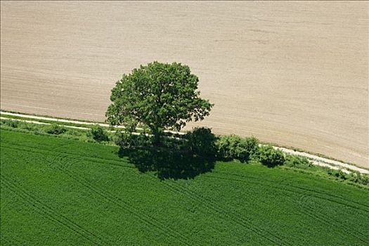 树,两个,地点,下巴伐利亚,巴伐利亚,德国