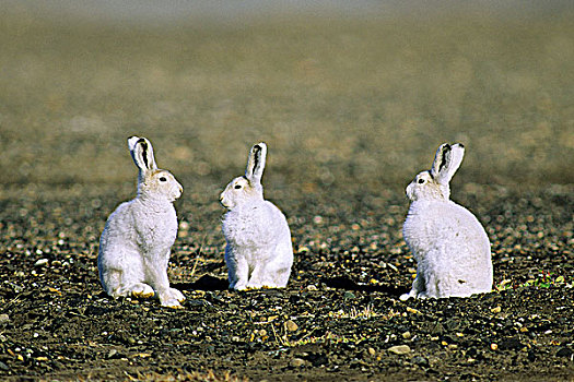 幼小,北极,野兔,兔属,小,夏天,牧群,艾利斯摩尔岛,极北地区,加拿大