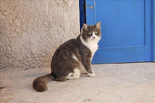 猫,锡拉岛,希腊
