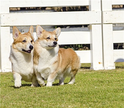 柯基犬