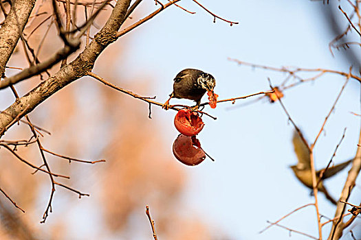 灰椋鸟吃柿子