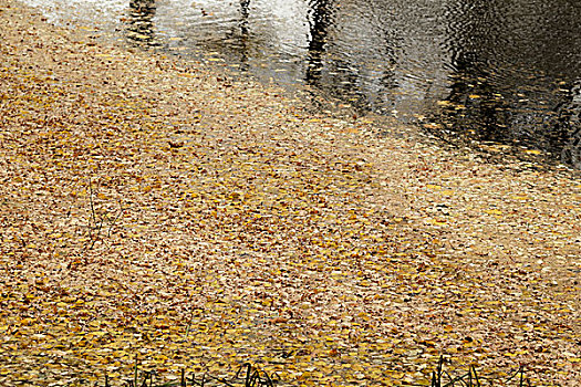 水塘,水面,遮盖,叶子,秋天,照相