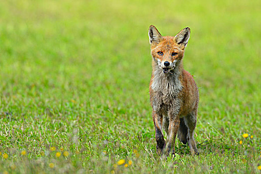 红狐,狐属,牧场,巴伐利亚,德国,欧洲