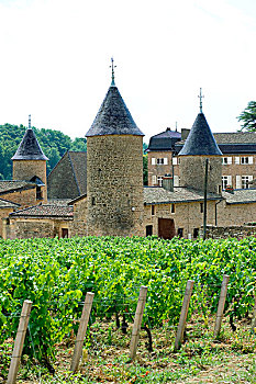 葡萄园,夏瑟拉葡萄,城堡,14世纪,酒乡,勃艮第,法国