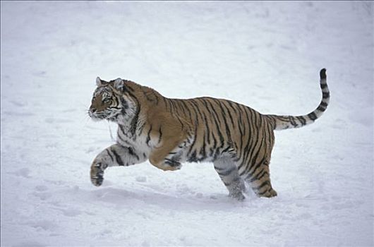 西伯利亚虎,东北虎,成年,跳跃,跑,雪中,亚洲