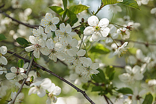 花,灌木,特写,春天