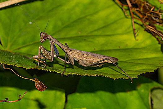 螳螂,雌性,雨林,国家公园,马达加斯加,非洲