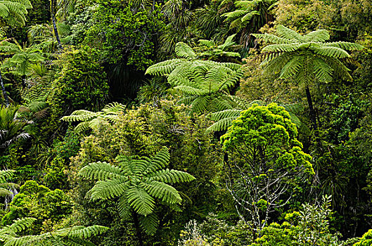 雨林,植被,桫椤,新西兰