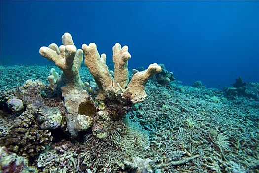 珊瑚礁,毁坏,捕鱼,炸药,印度尼西亚,东南亚
