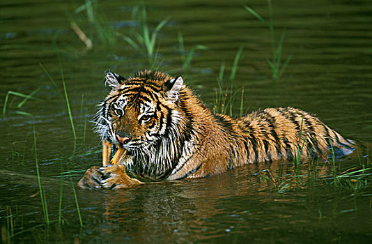 西伯利亚虎,东北虎,水中