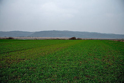 汉水岸边的冬小麦田地