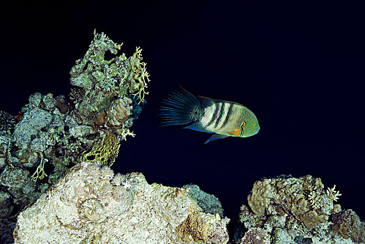 濑鱼,唇鱼属,靠近,珊瑚礁,红海,西奈半岛,埃及,非洲
