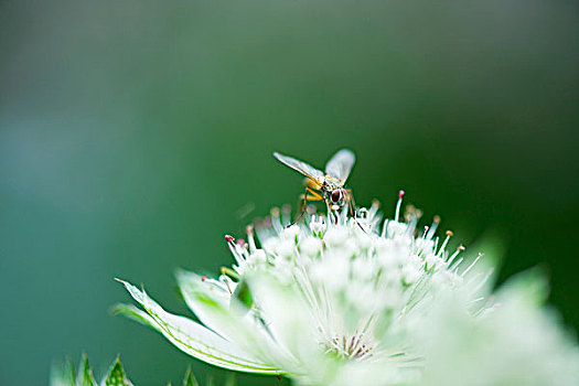 飞虫,栖息,白色背景,花