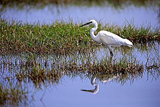小白鹭,白鹭,成年,站在水中,觅食,国家公园,斯里兰卡,亚洲