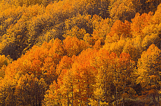 软,开灯,橙色,金色,秋天,白杨,圣胡安山,圣胡安,国家森林,科罗拉多