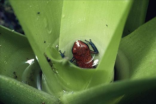 草莓箭毒蛙,幼仔,成长,凤梨科植物,水池,哥斯达黎加