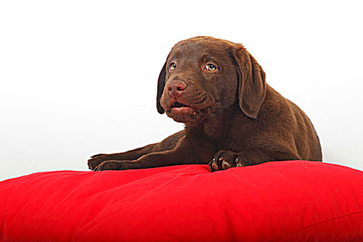 巧克力拉布拉多犬,小狗,雄性,躺着,红色,枕头