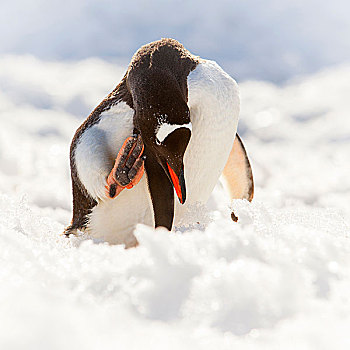 南极,巴布亚企鹅,头部