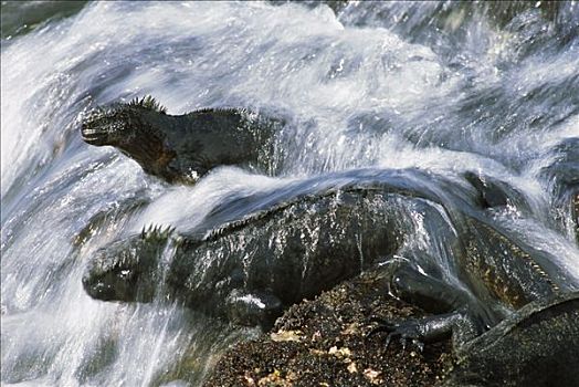 海鬣蜥,一对,海浪,休息,石头,圣克鲁斯岛,加拉帕戈斯群岛,厄瓜多尔