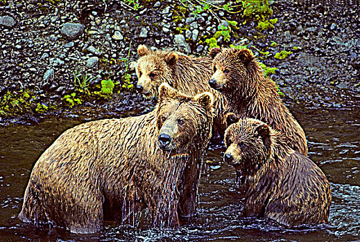 母兽,棕熊,一岁,幼兽,沿岸,阿拉斯加