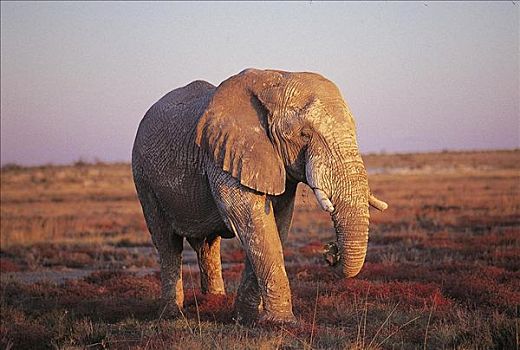 大,非洲象,落日,哺乳动物,埃托沙国家公园,纳米比亚,非洲,动物
