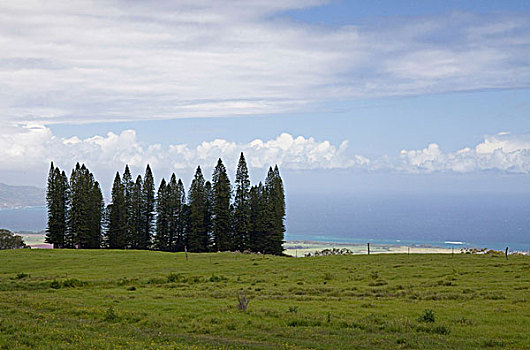 小,小树林,烹饪,岛屿,松树,斜坡,哈雷阿卡拉火山,俯视,北岸,毛伊岛