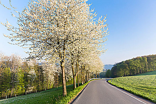 排,盛开,樱桃树,道路,早晨,北莱茵威斯特伐利亚,德国