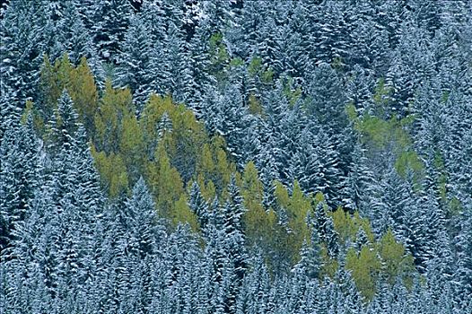 冬天,景色,班芙国家公园,艾伯塔省,加拿大