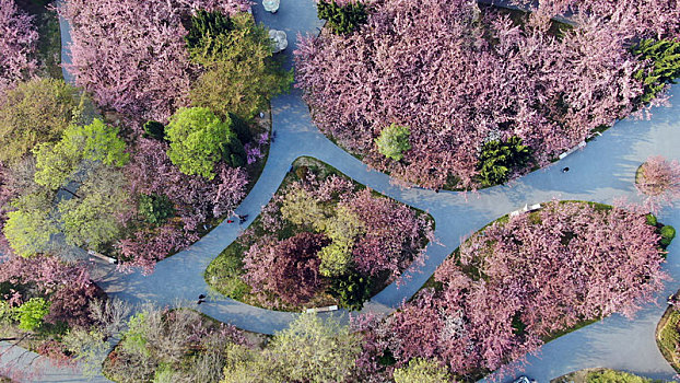 山东省日照市,浪漫樱花进入盛花期,粉色花海魅力无限成市民网红打卡地